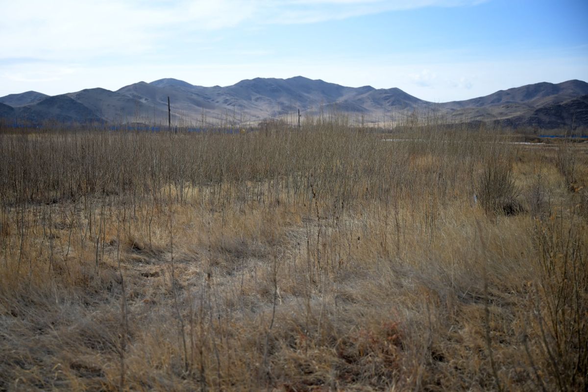 Ө.Магсаржав: Бургас 2-5 жилийн дотор 4-5 метр ургадаг