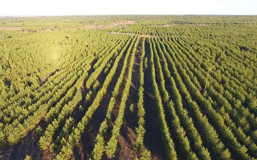 СЭЛЭНГЭ: “Тэрбум мод” хөдөлгөөний хүрээнд амлалтаа давуулан биелүүлж 26.2 сая мод тарьжээ