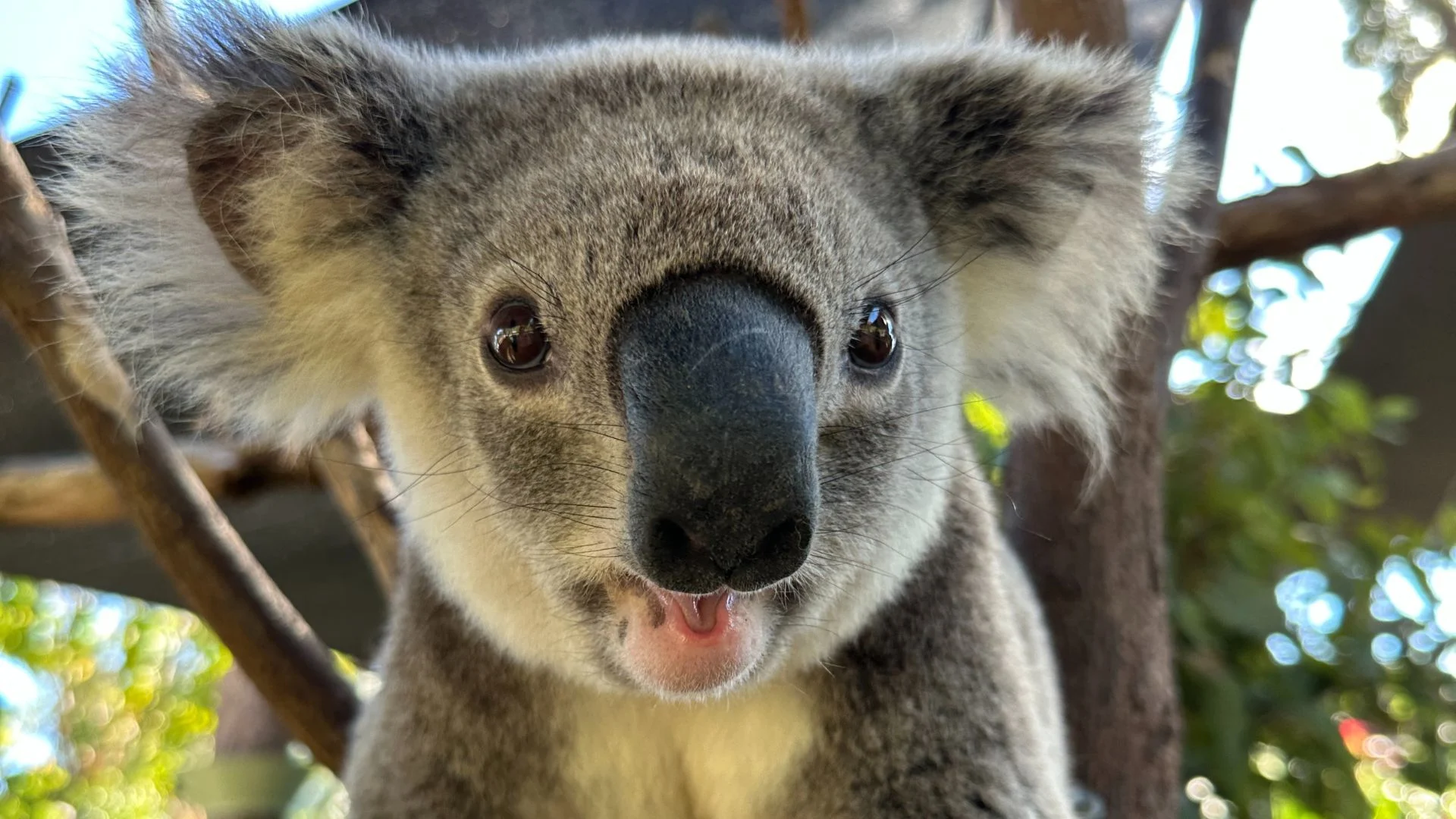 Koala — Хөөрхөн харагддаг ч маш этгээд амьтан