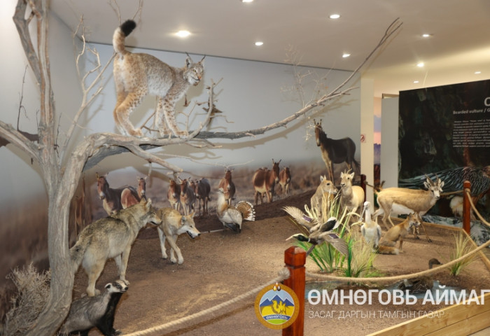 Говийн байгаль, түүхийн музей орчин үеийн чихмэл амьтдын үзмэрээр баяжлаа