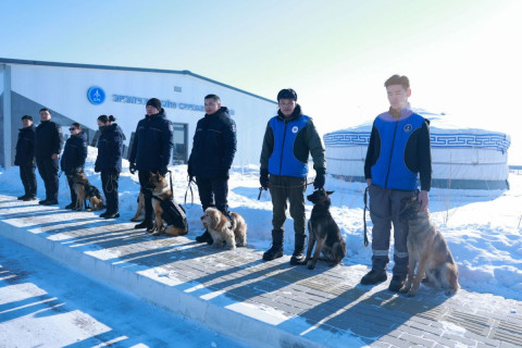 Мансууруулах эм, сэтгэцэд нөлөөт бодисын 30-40 хувийг эрэлч ноход илрүүлсэн