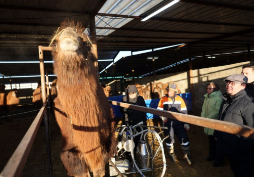 Монголын анхны ингэний ферм сүү, сүүн бүтээгдэхүүнээ дэлхийд таниулах зорилго өвөртөлжээ