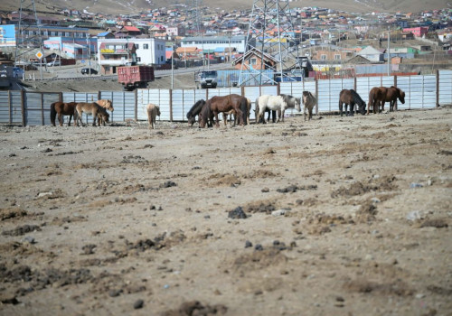 Нийслэлийн мал аж ахуй эрхлэхийг хориглосон бүсээс мал гаргах нэгдсэн арга хэмжээг зохион байгуулж байна