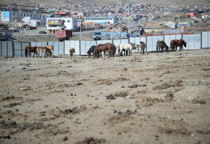 Нийслэлийн мал аж ахуй эрхлэхийг хориглосон бүсээс мал гаргах нэгдсэн арга хэмжээг зохион байгуулж байна