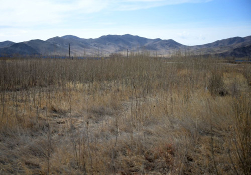 Ө.Магсаржав: Бургас 2-5 жилийн дотор 4-5 метр ургадаг