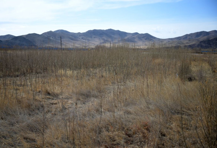 Ө.Магсаржав: Бургас 2-5 жилийн дотор 4-5 метр ургадаг