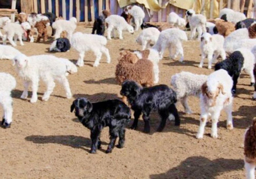 Улсын хэмжээнд мал төллөлт 50.4 хувьтай үргэлжилж байна