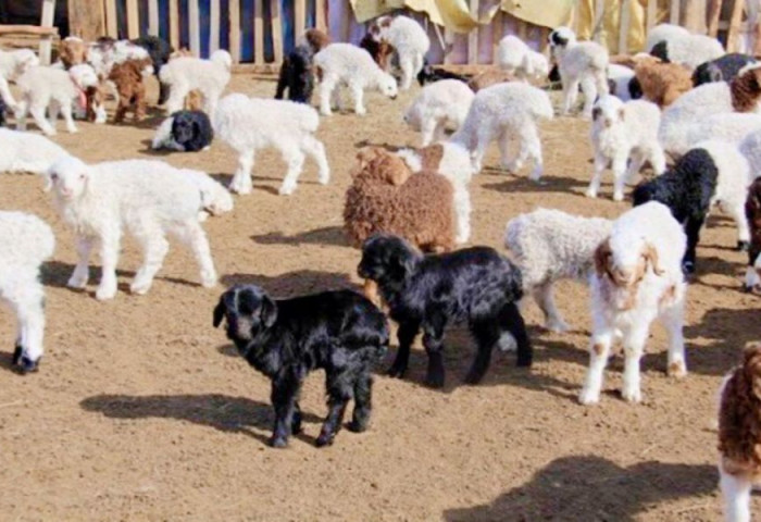 Улсын хэмжээнд мал төллөлт 50.4 хувьтай үргэлжилж байна