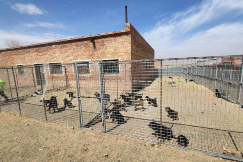 Эзэнгүй нохой, муурыг хамгаалах зорилгоор түр асран хамгаалах байрыг өргөтгөнө