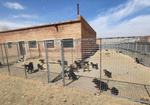 Эзэнгүй нохой, муурыг хамгаалах зорилгоор түр асран хамгаалах байрыг өргөтгөнө