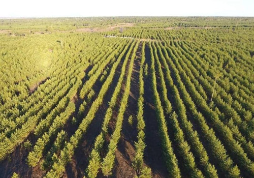 СЭЛЭНГЭ: “Тэрбум мод” хөдөлгөөний хүрээнд амлалтаа давуулан биелүүлж 26.2 сая мод тарьжээ