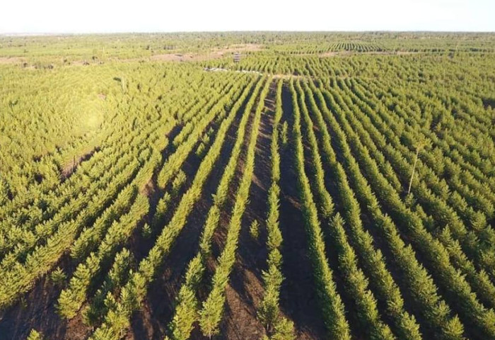 СЭЛЭНГЭ: “Тэрбум мод” хөдөлгөөний хүрээнд амлалтаа давуулан биелүүлж 26.2 сая мод тарьжээ