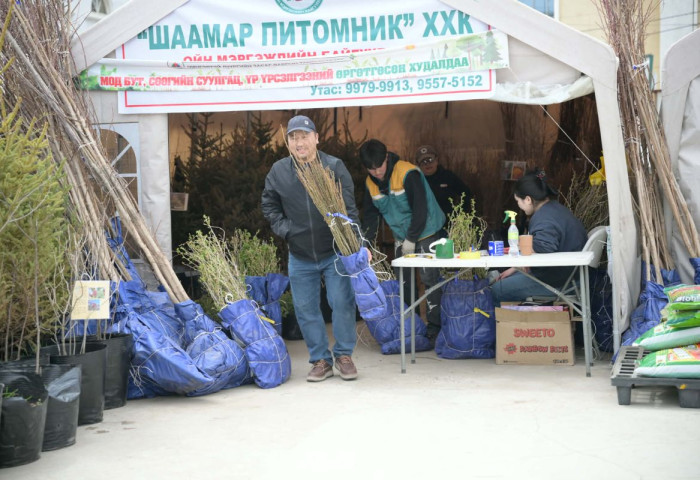 Нийслэлийн дөрвөн байршилд мод бут, сөөгийн суулгац, үр үрслэгээний өргөтгөсөн худалдаа гарч байна