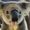 Koala — Хөөрхөн харагддаг ч маш этгээд амьтан