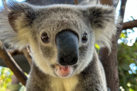 Koala — Хөөрхөн харагддаг ч маш этгээд амьтан