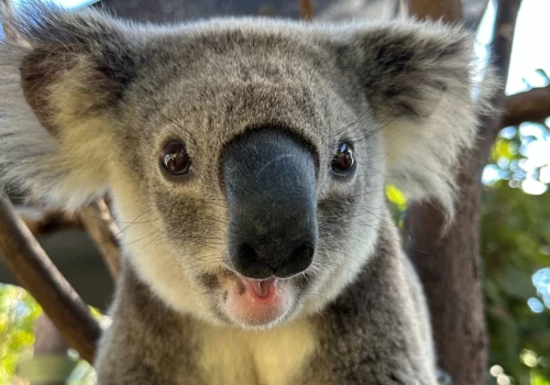 Koala — Хөөрхөн харагддаг ч маш этгээд амьтан