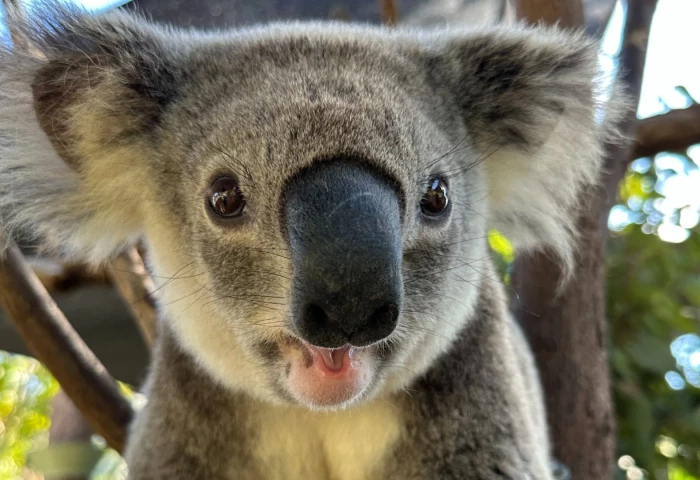 Koala — Хөөрхөн харагддаг ч маш этгээд амьтан