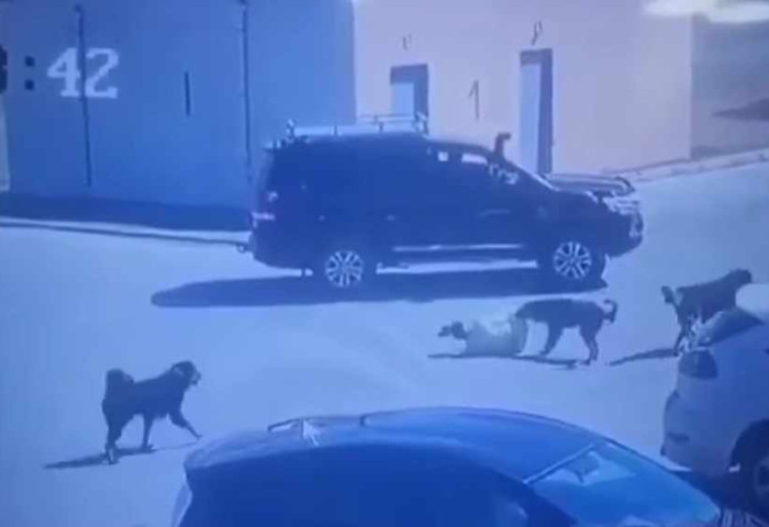 Нохойд хазуулсан эмэгтэйд тусламж үзүүлээгүй жолоочид хариуцлага тооцно